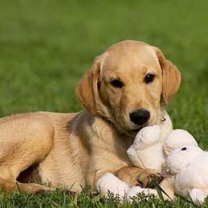 Puppy Training - Learn how to train your new puppy pdf