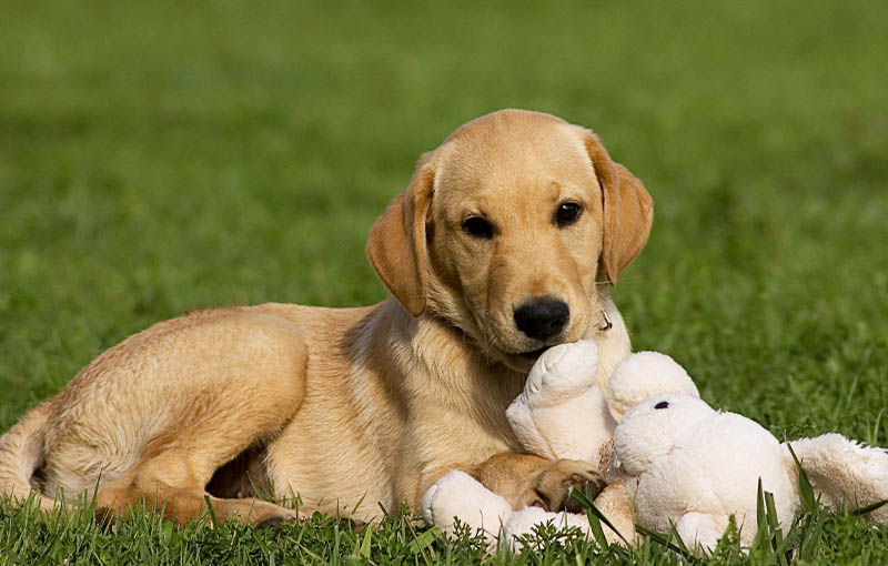 The Ontario Dog Trainer: New Puppy Training. Picture of a Lab Puppy playing with a toy.