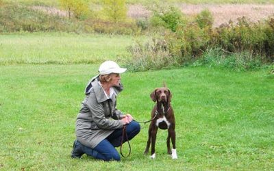 Three tips to make walking your dog so much easier … and safer too!