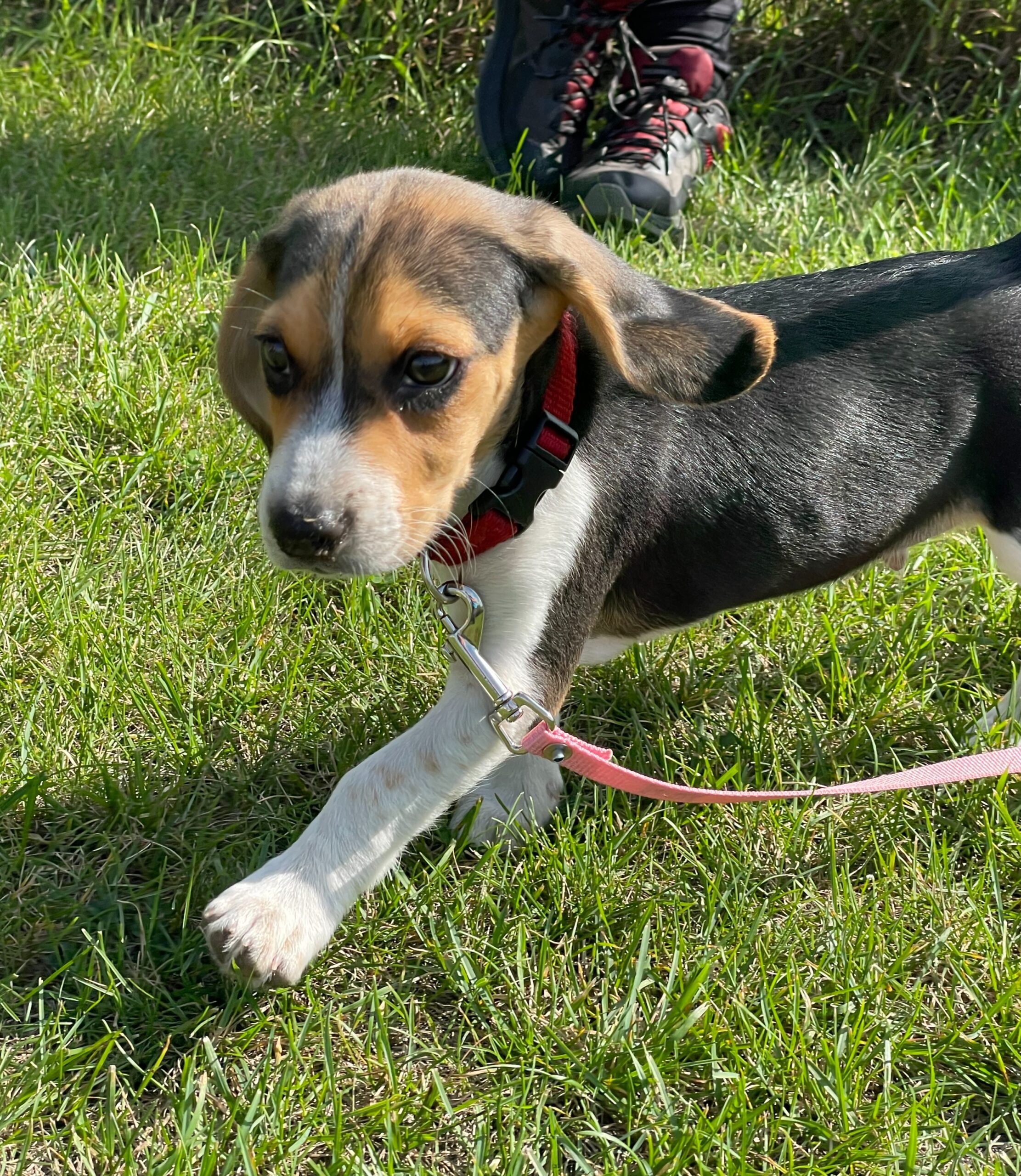 Best leash best sale for beagle