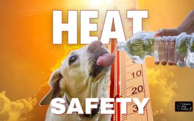Top Tips to Beat the Heat: Heat Safety for Dogs in the Summer