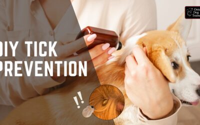 DIY Solution: Flea and Tick Prevention for Dogs
