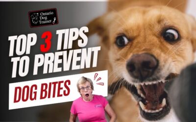 Top 3 TIPS to Prevent Dog Bites