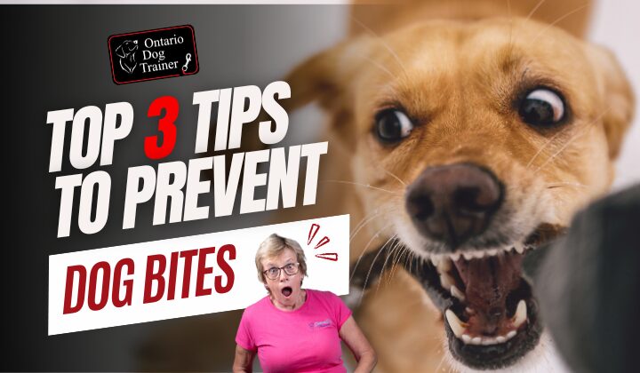 Top 3 TIPS to Prevent Dog Bites