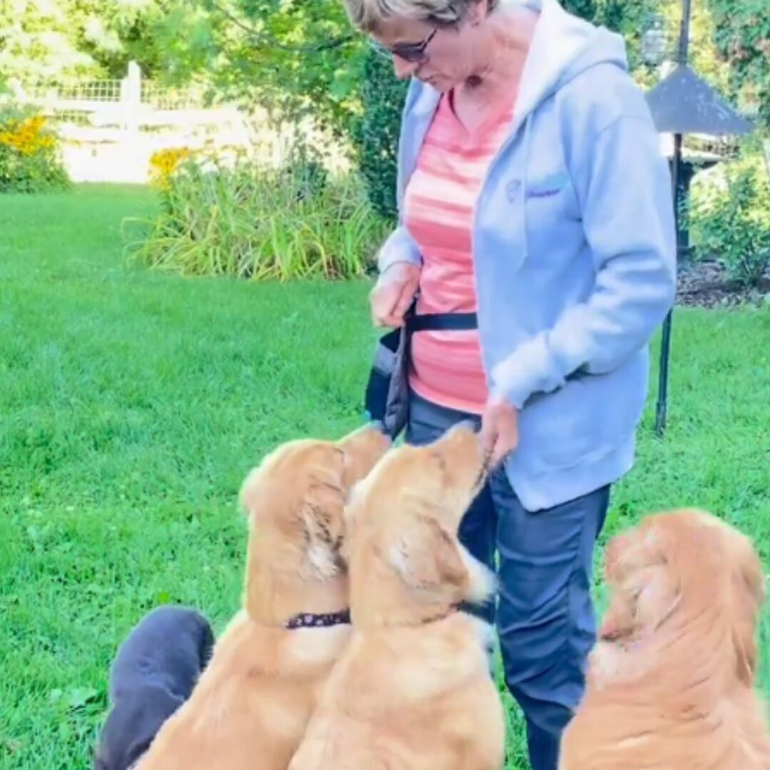 dog hand feeding, hand fed