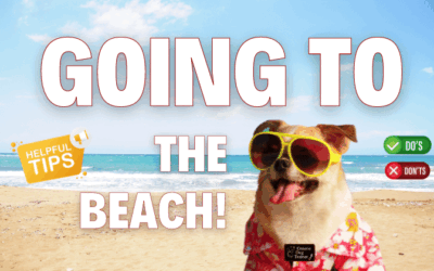 Dog Beach Etiquette: Tips to Ensure Your Dogs Remain Welcome on the Beach
