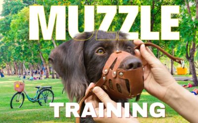 Making Muzzle Training Fun for Your Dog