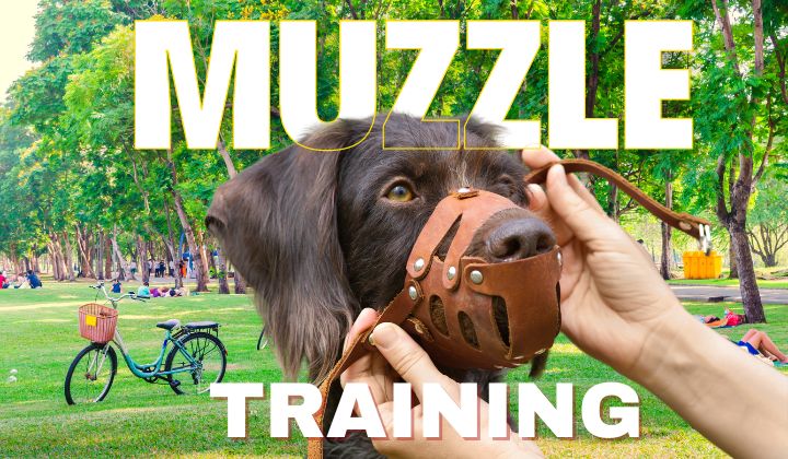 Making Muzzle Training Fun for Your Dog