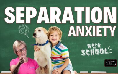 Back to School: Easing Dog Separation Anxiety