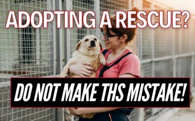 Want to Adopt Rescue Dogs? Do Not Make These Mistakes