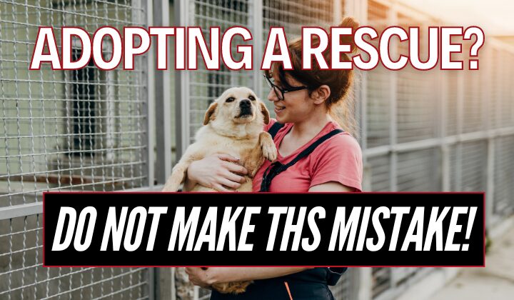 adopting rescue dog