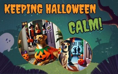 Is Your Dog Barking at Trick-or-Treaters? Keeping Halloween Calm