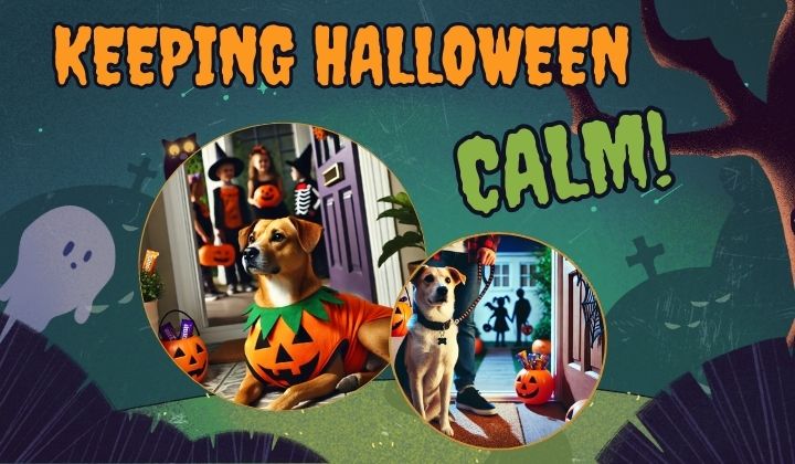 Is Your Dog Barking at Trick-or-Treaters? Keeping Halloween Calm