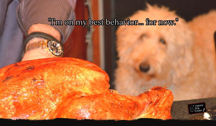 Have a Well Mannered Dog During Thanksgiving