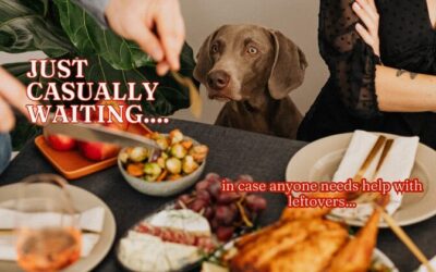 Have a Well Mannered Dog During Thanksgiving