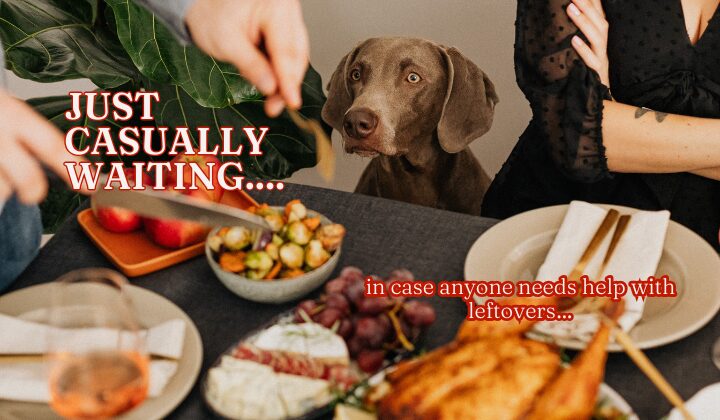 Have a Well Mannered Dog During Thanksgiving