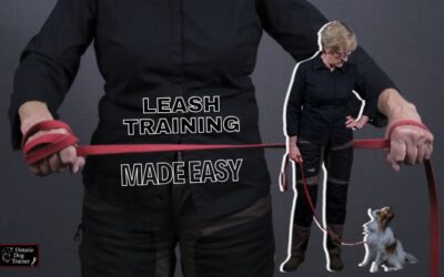 How to Leash Train a Dog: Say Goodbye to Stressful Walks