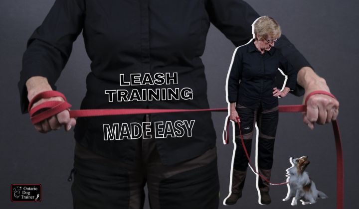 How to Leash Train a Dog: Say Goodbye to Stressful Walks