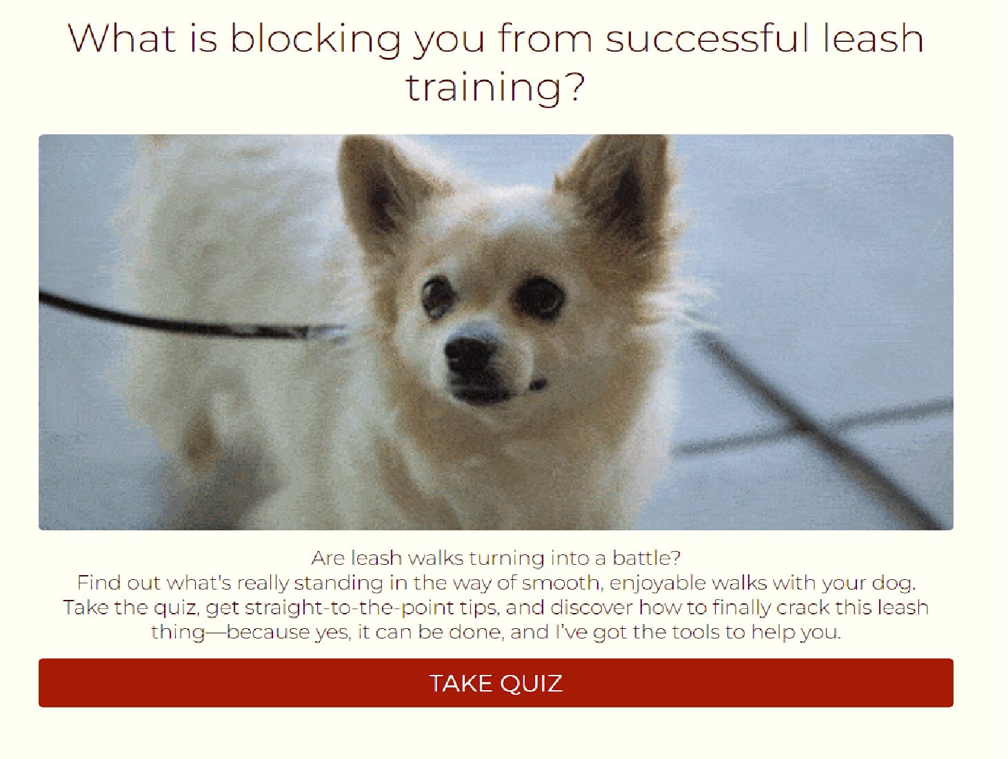 leash quiz How to Leash Train a Dog