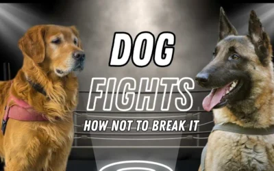 Dog Fights: What to Do When Play Turns Ugly