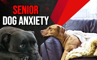 Senior Dog Anxiety—5 Key Steps to Rebuild Confidence on Walks