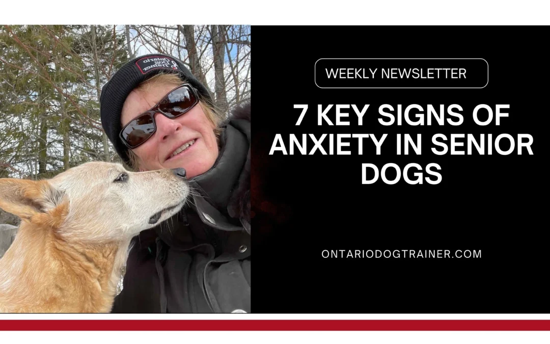 7 Key Signs of Anxiety in Senior Dogs