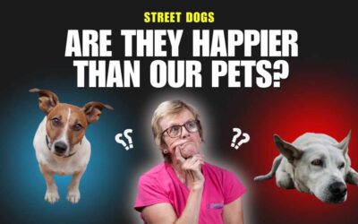 Street Dogs and Freedom: The Hidden Side of Canine Happiness