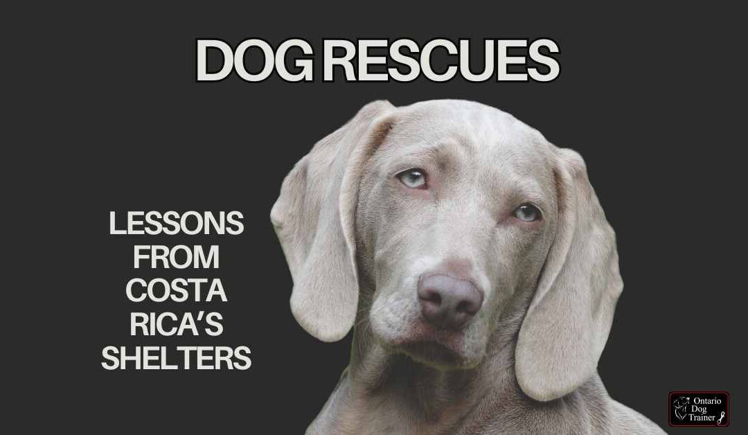 dog rescue