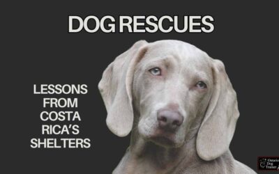 Dog Rescue in Costa Rica: How It’s Different from the West