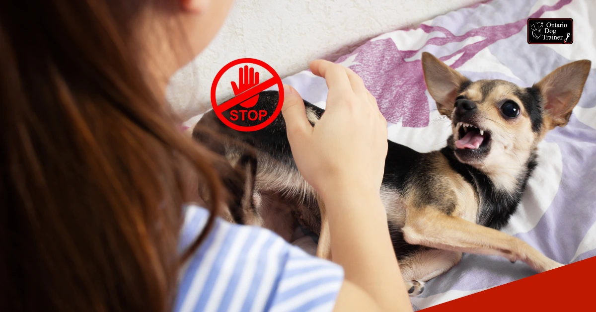 approaching a dog dos and donts