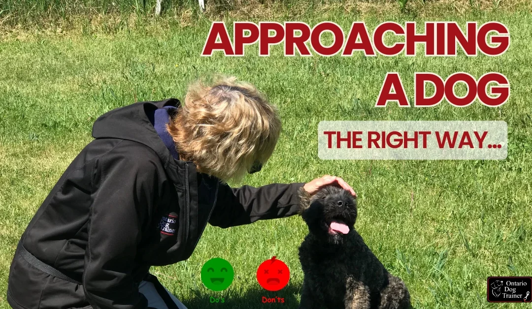 approaching a dog