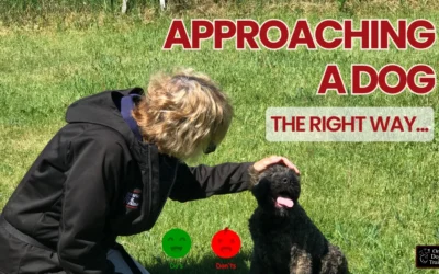 Approaching a Dog: 5 Common Mistakes You Need to Avoid