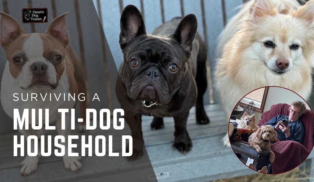 Surviving the Multi-Dog Household
