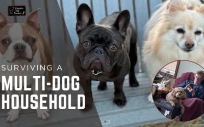 Surviving the Multi-Dog Household