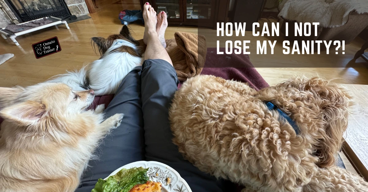 many dogs