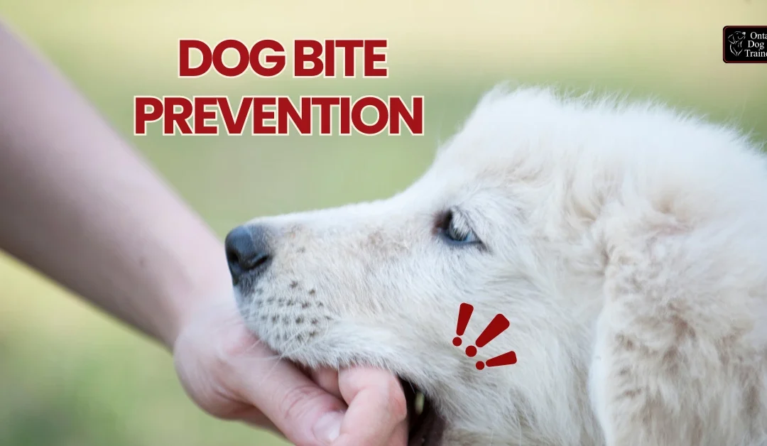 dog-bite-prevention