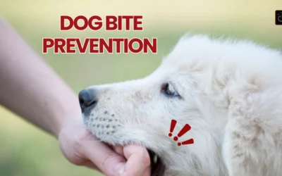 Dog Bite Prevention Starts With You: Real Tips That Actually Work