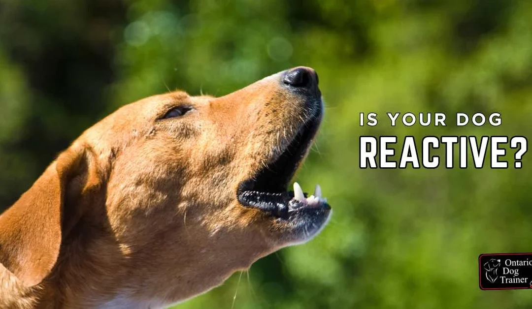 What Is Reactivity in Dog? It’s Not Aggression but It Can Fool You