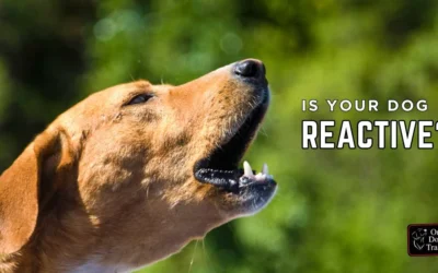 What Is Reactivity in Dog? It’s Not Aggression but It Can Fool You