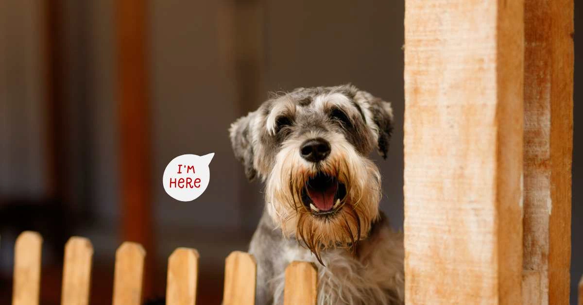 DOG BARKING ALERTED