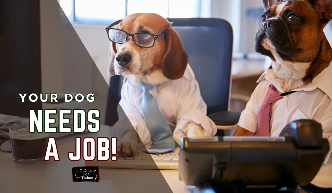 dog needs a job