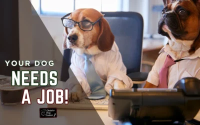 Dog Enrichment Ideas: Why Every Dog Needs a Job