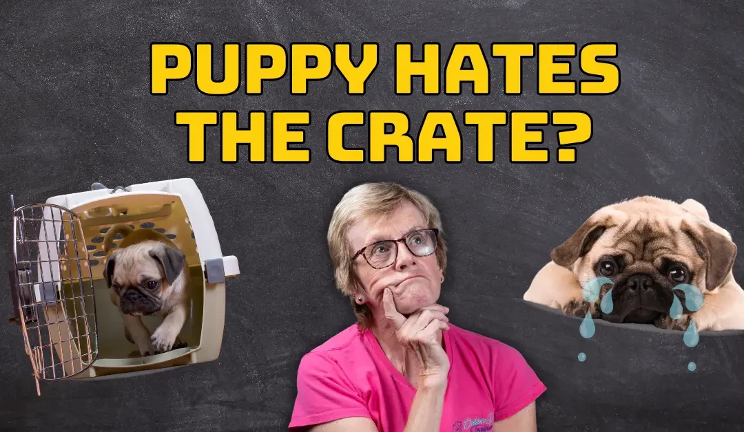 puppy crate training