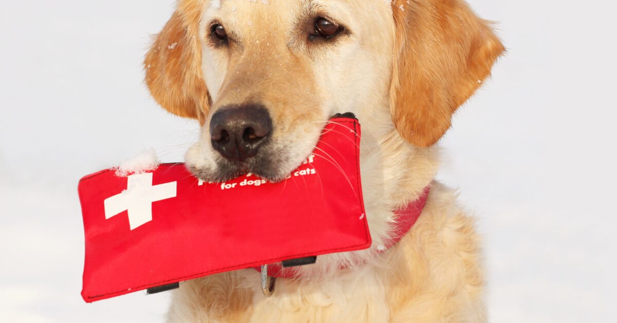  emergency preparedness for dog owners