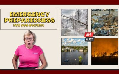 Emergency Preparedness Tips for Dog Owners
