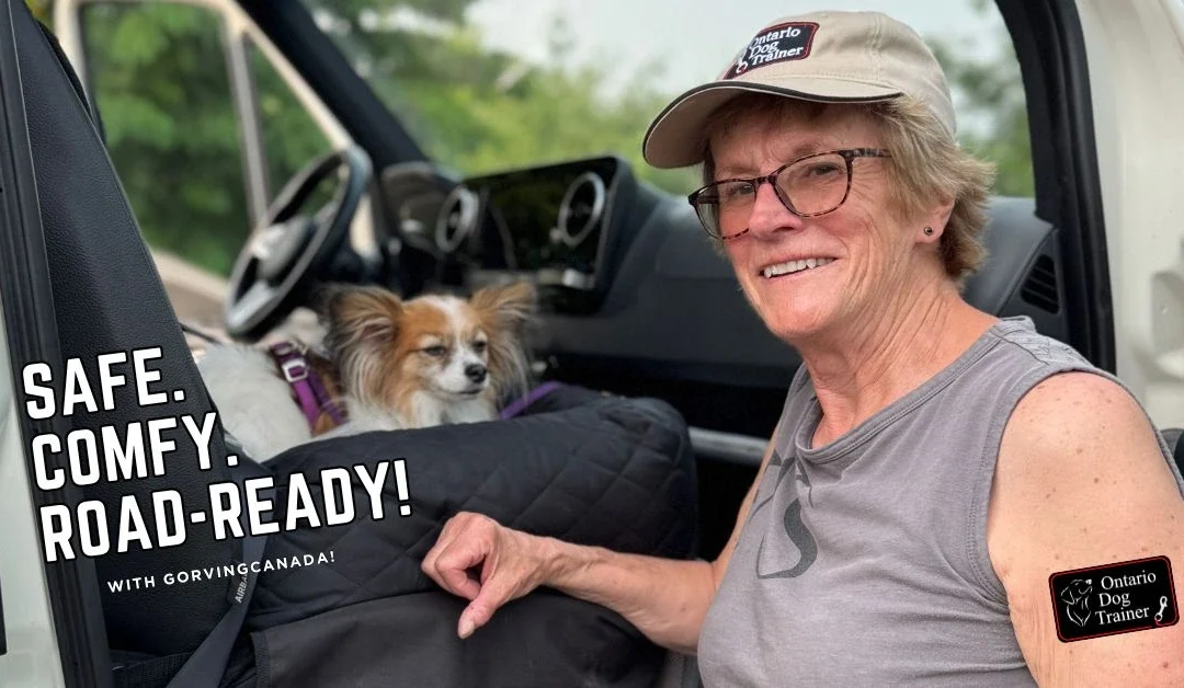 How I Set Up a Safe and Comfy RV Trip With My Dog