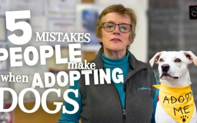 Adopting Dogs: 5 Big Mistakes New Owners Make