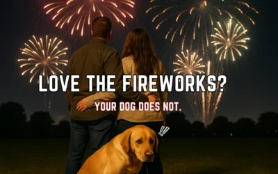 How to Calm a Dog During Fireworks