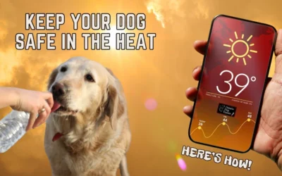 Heat Pet Safety: What Every Dog Owner Needs to Know