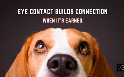 Should You Teach Your Dog to “Look” at You?